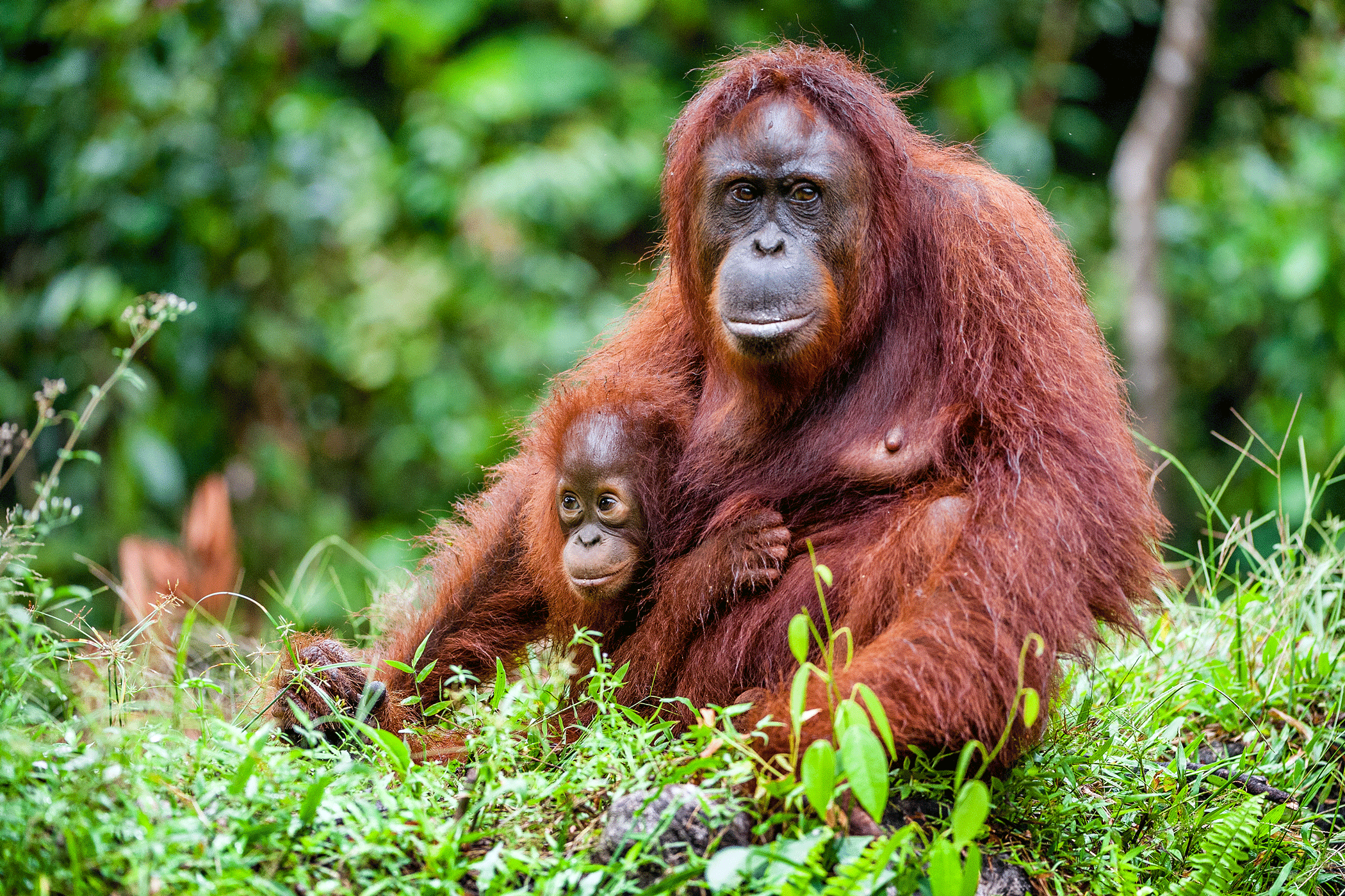 Mother Orangutan And Her Baby Sitting In Gras, With Green Trees In The Background