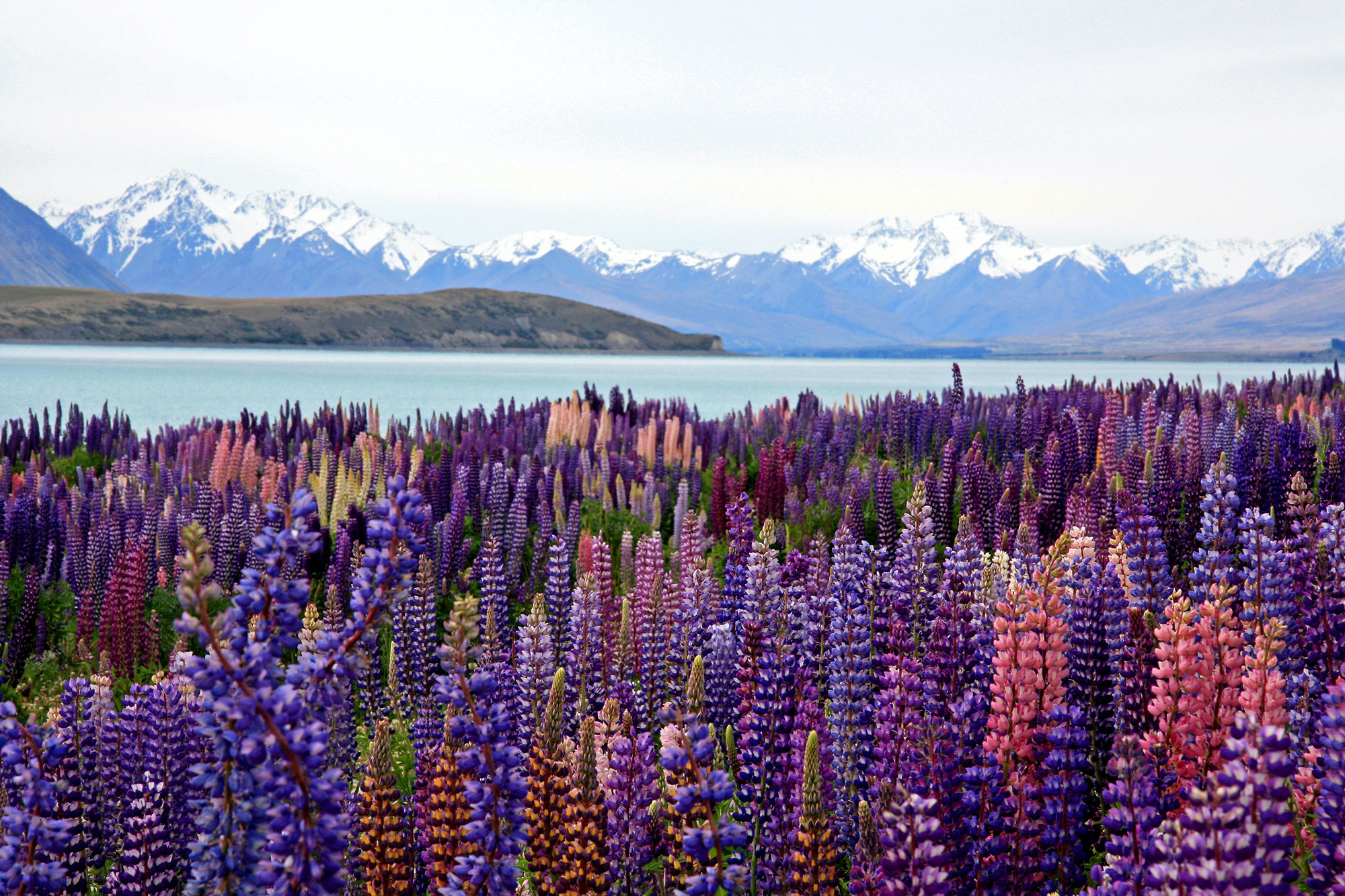 Lake Taupo | Backpacken Nieuw-Zeeland | KILROY