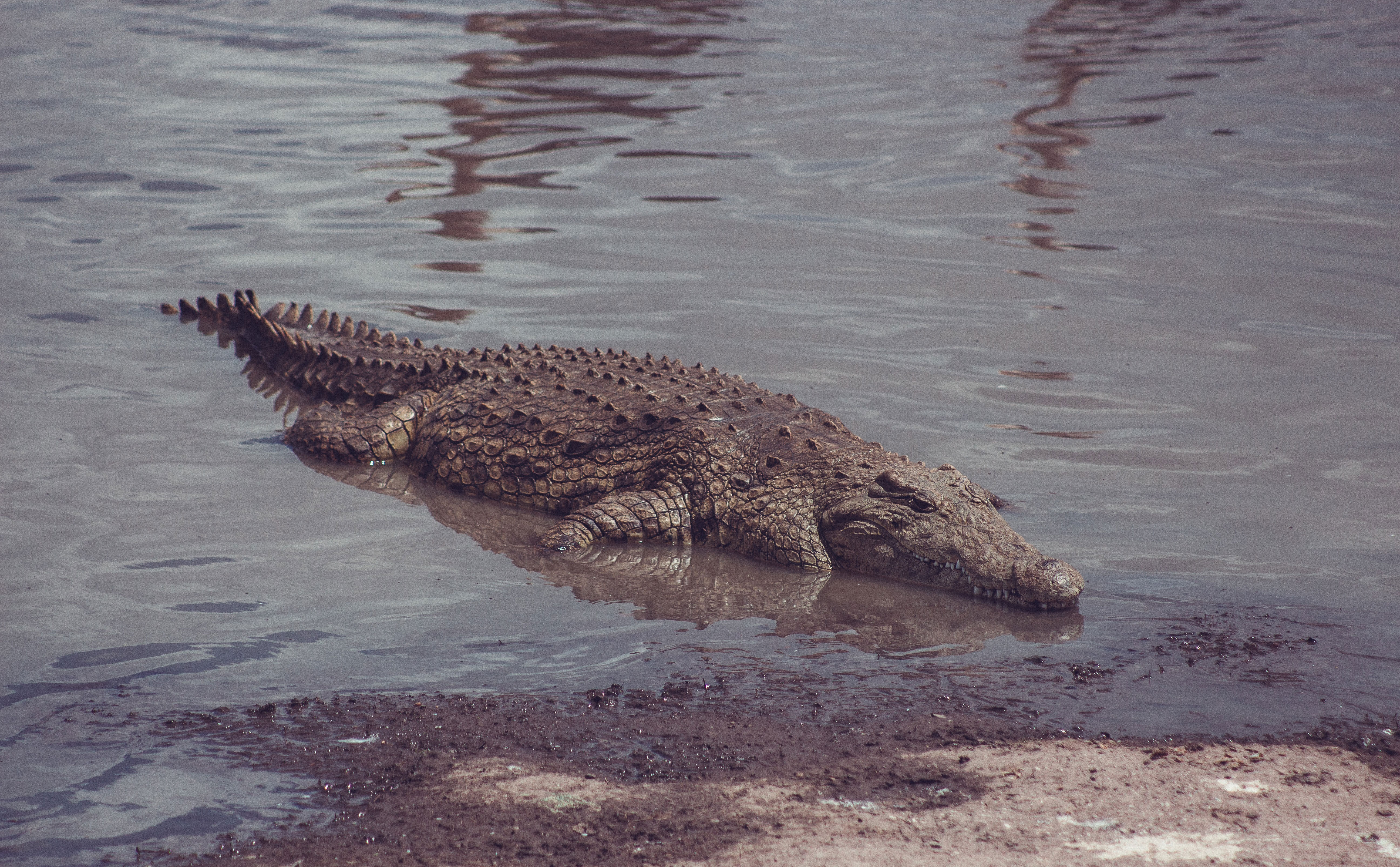 Crocodile In A Murky River