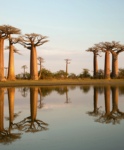 Baobab bomen in Madagaskar | Reizen naar Madagaskar | KILROY