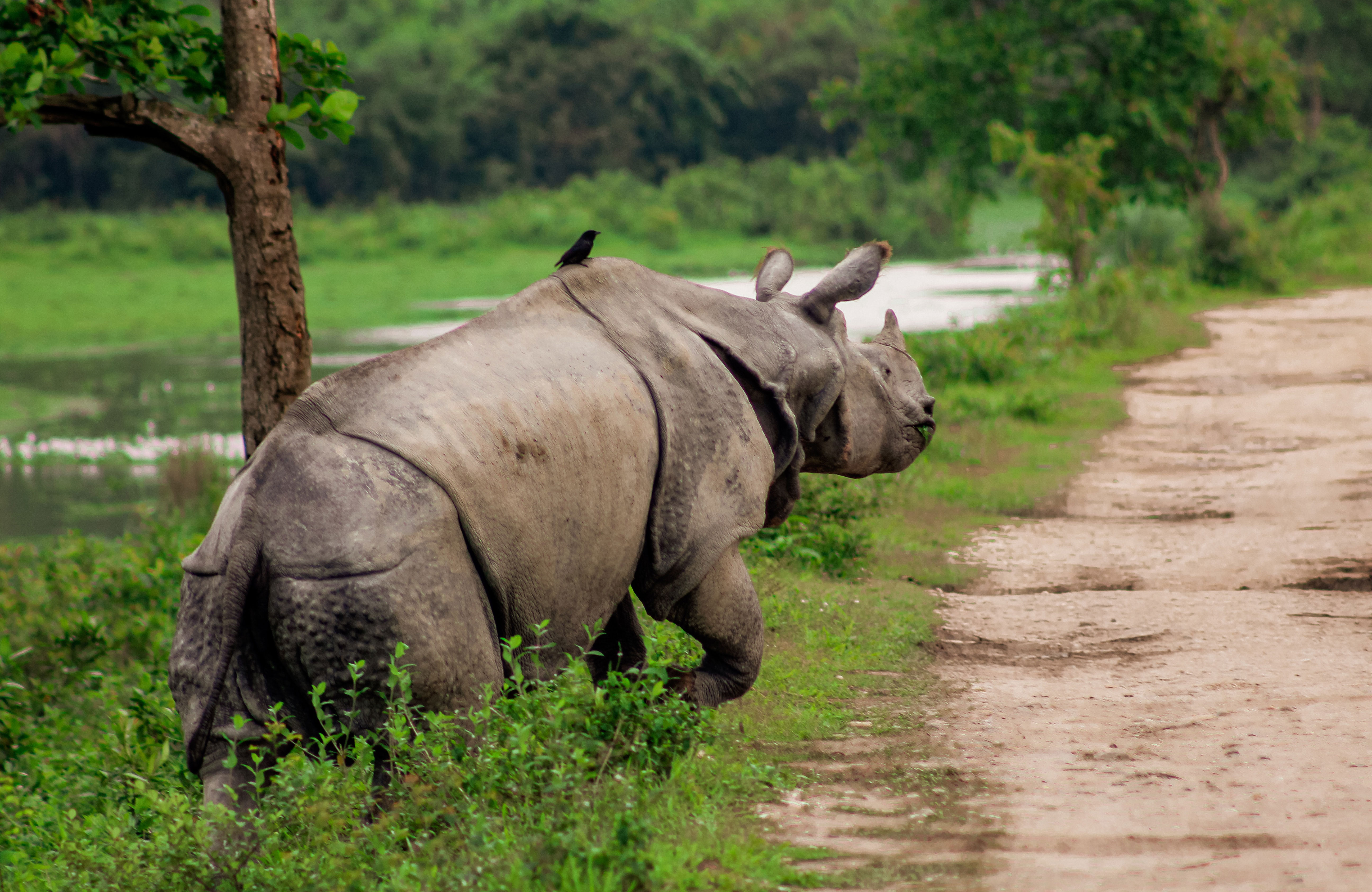 Rhino In Kaziranga National Park In India