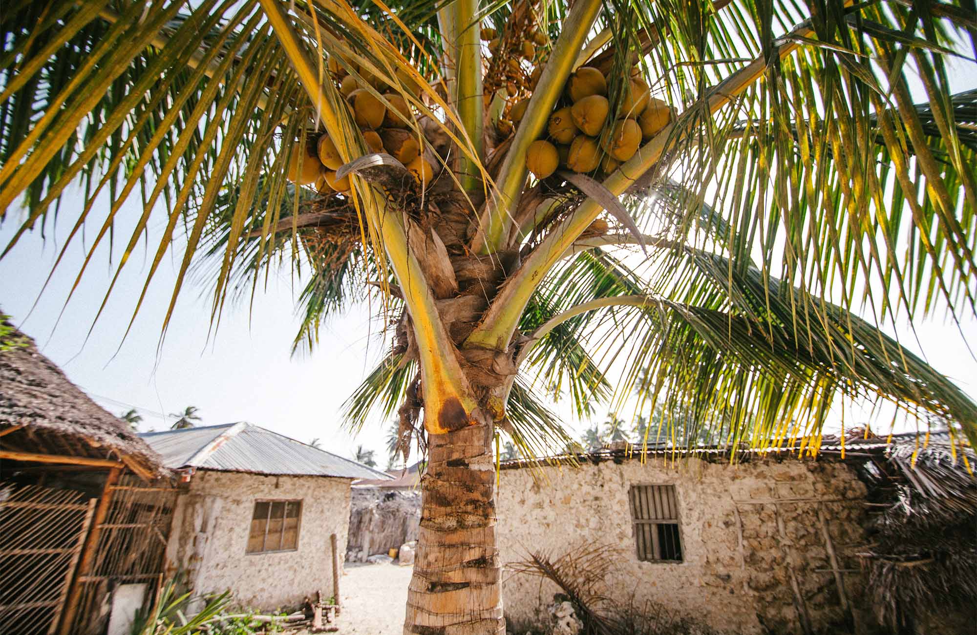 zanzibar-tanzania-palm-hut-village-cover