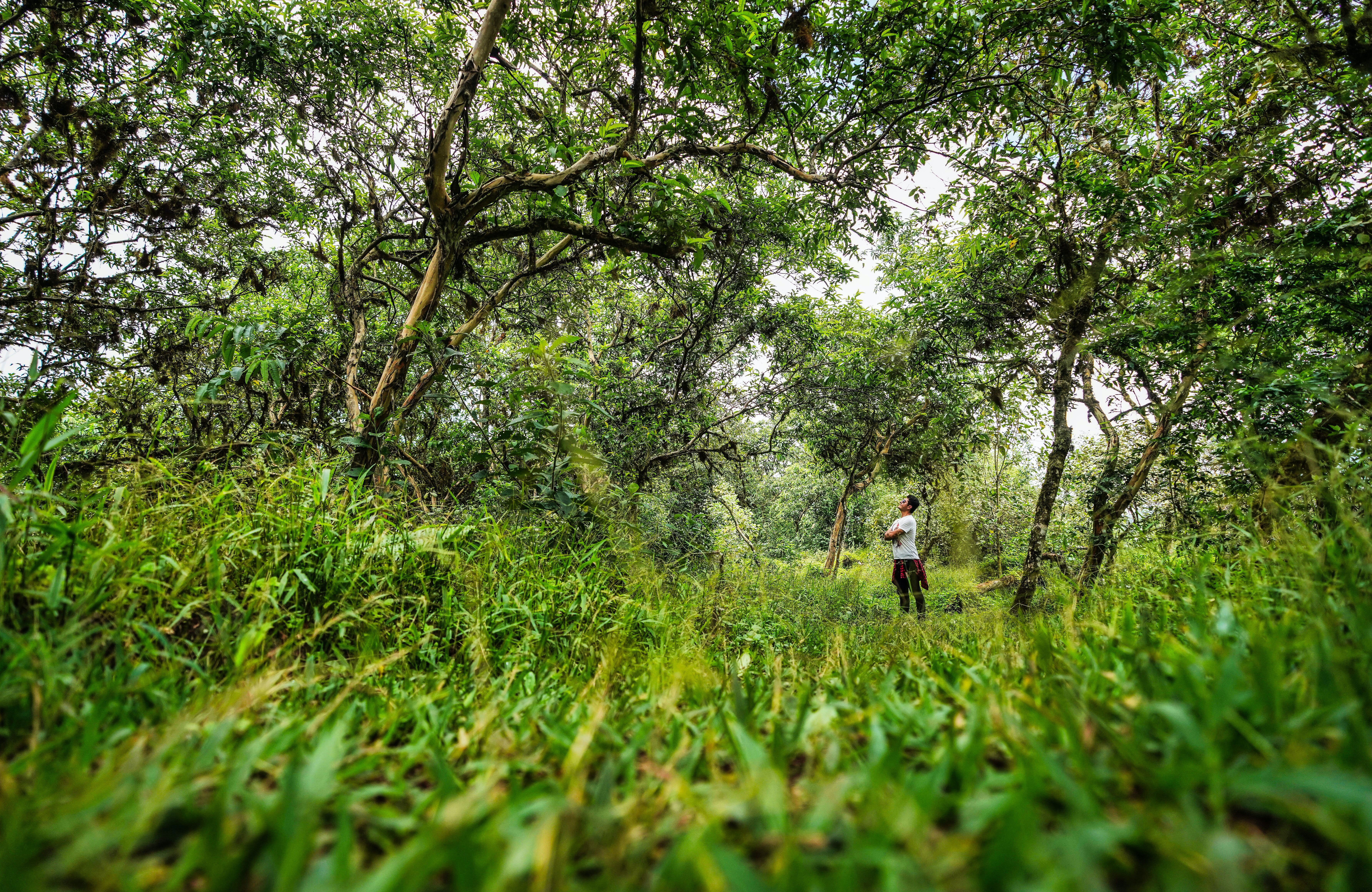 Man in een groen bos op de Galapagoseilanden in Ecuador