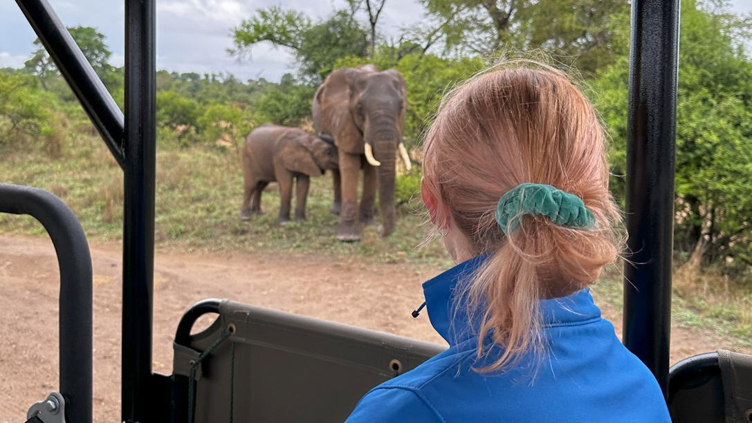 On Safari In South Africa To Spot Elephants KILROY