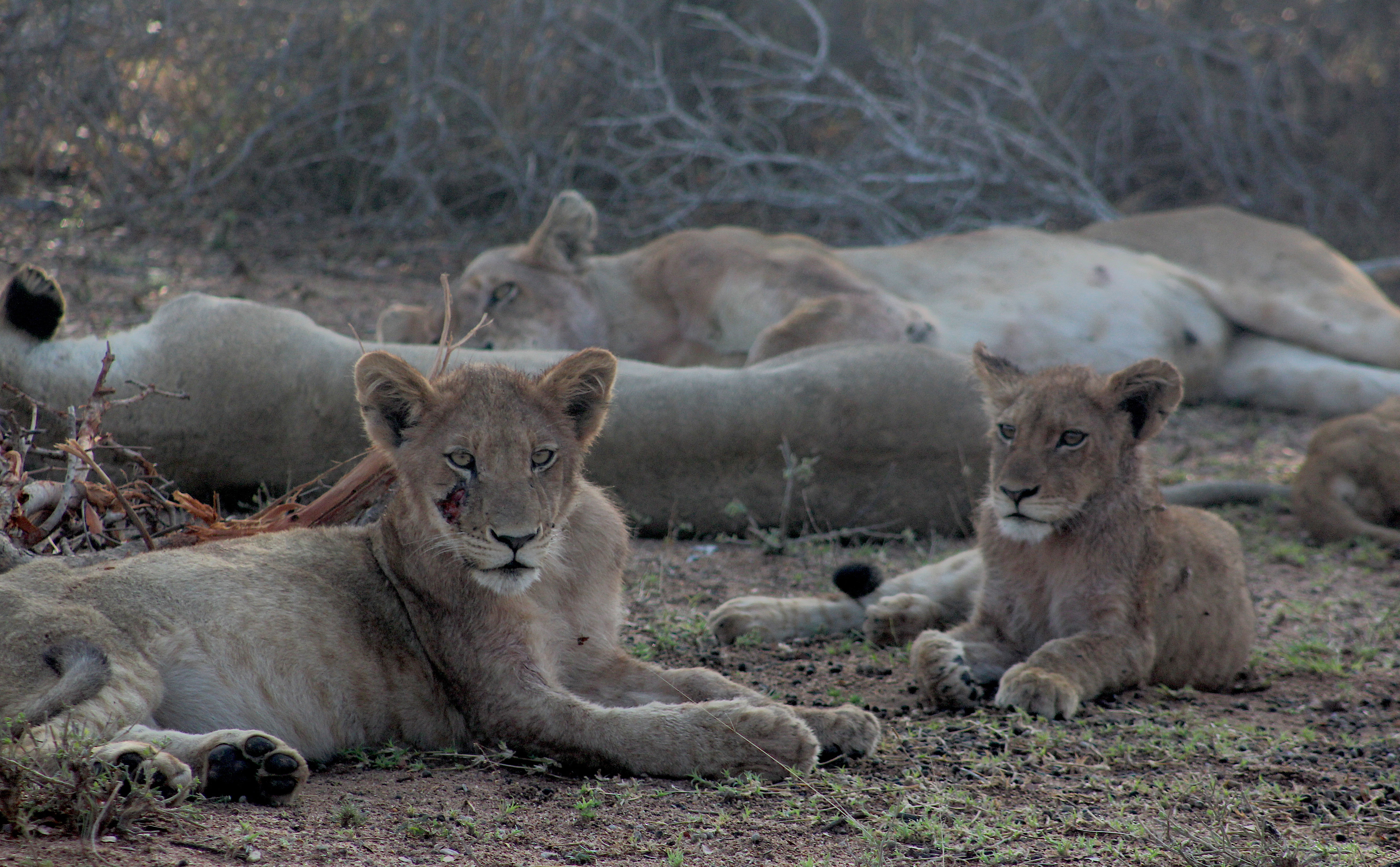 Een groep leeuwen in het Kruger National Park in Zuid-Afrika
