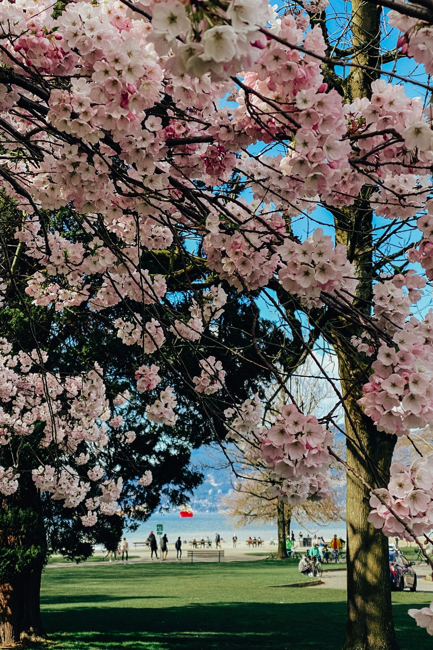 Cherry blossom season in Vancouver
