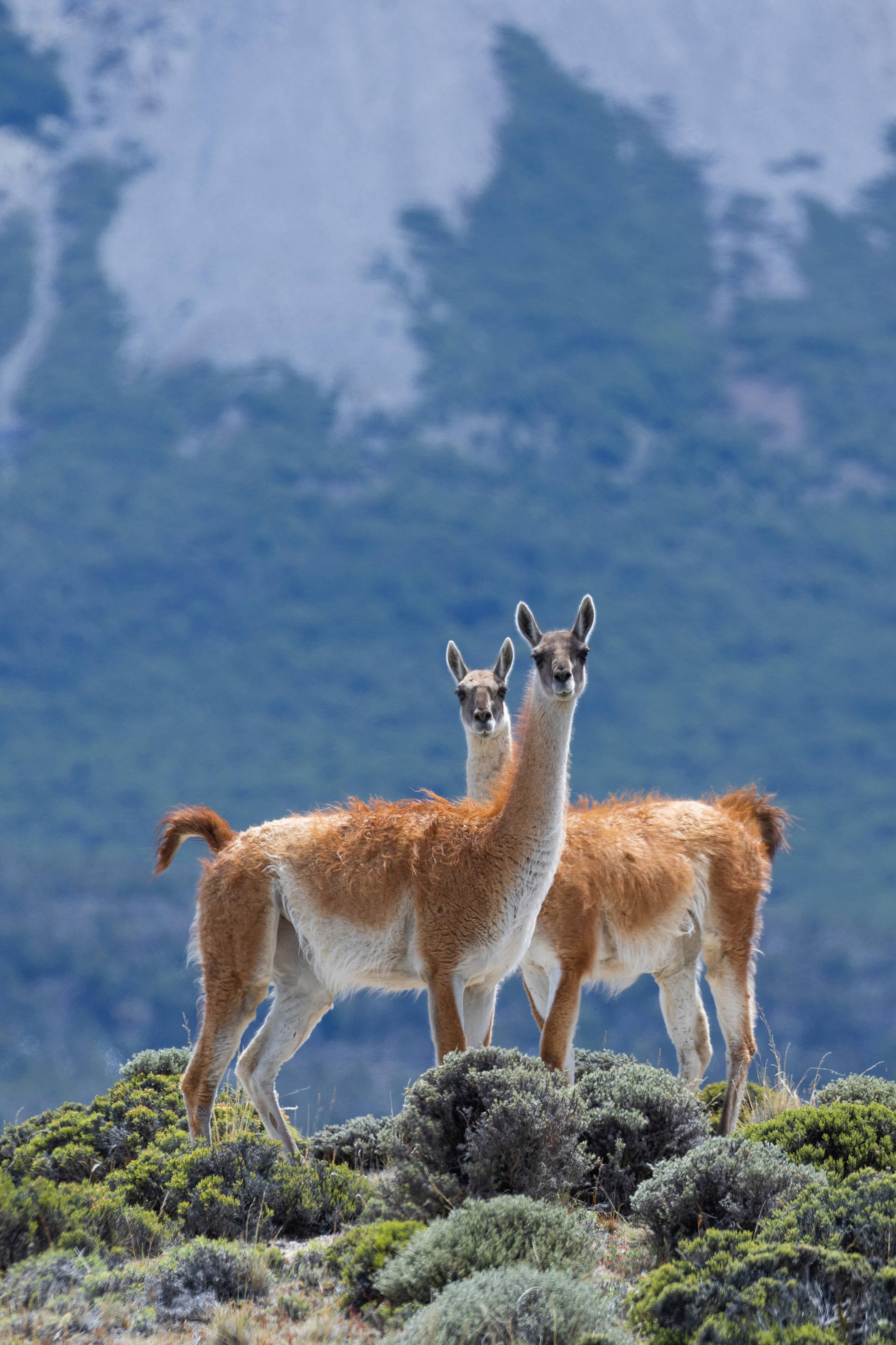 guanacos in their natural habitat in patagonia