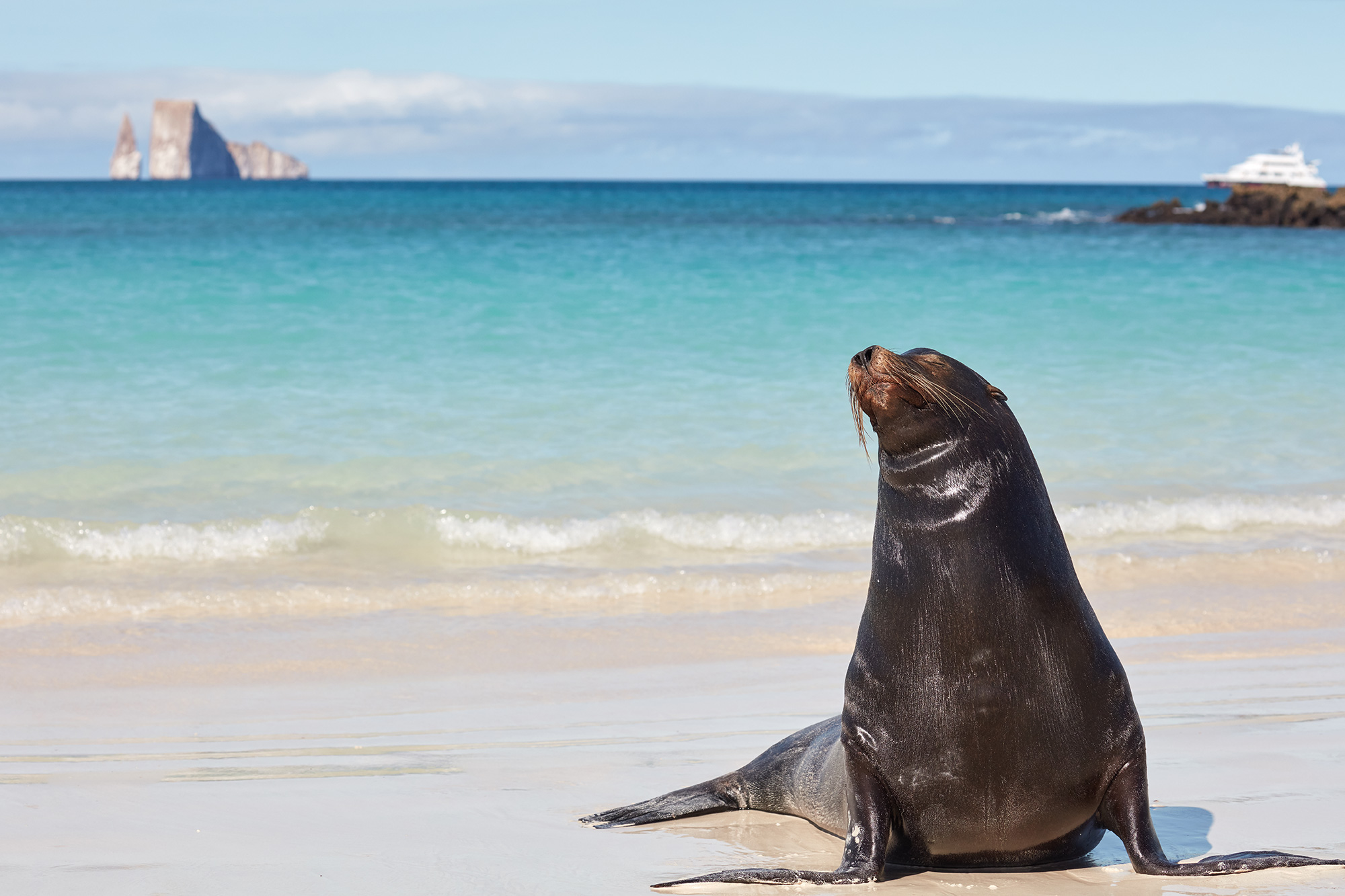 Ecuador Galapagos Sea Lion Kicker Rock