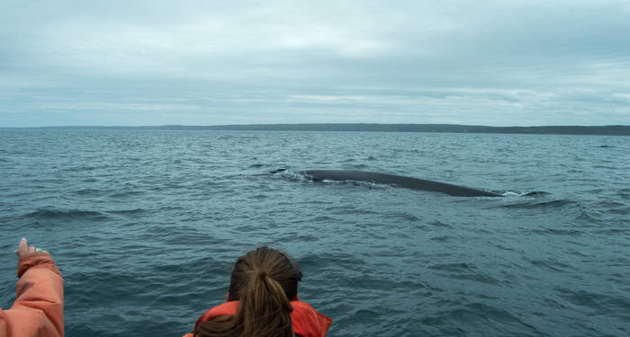 walvis spotten in hermanus