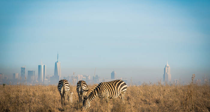 Zebra's bij Nairobi