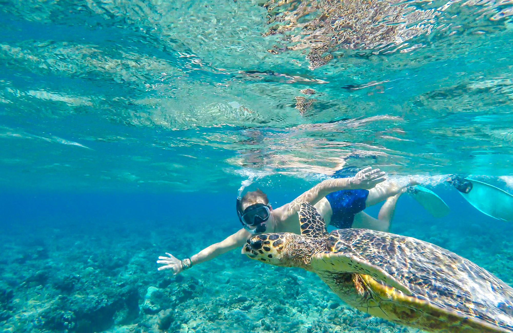 Indonesia Gili Air Man Snorkeling With Turtle