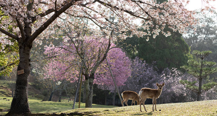 De kersenbloesem zien bloeien in Japan is voor vele reizigers een belangrijke bezienswaardigheid