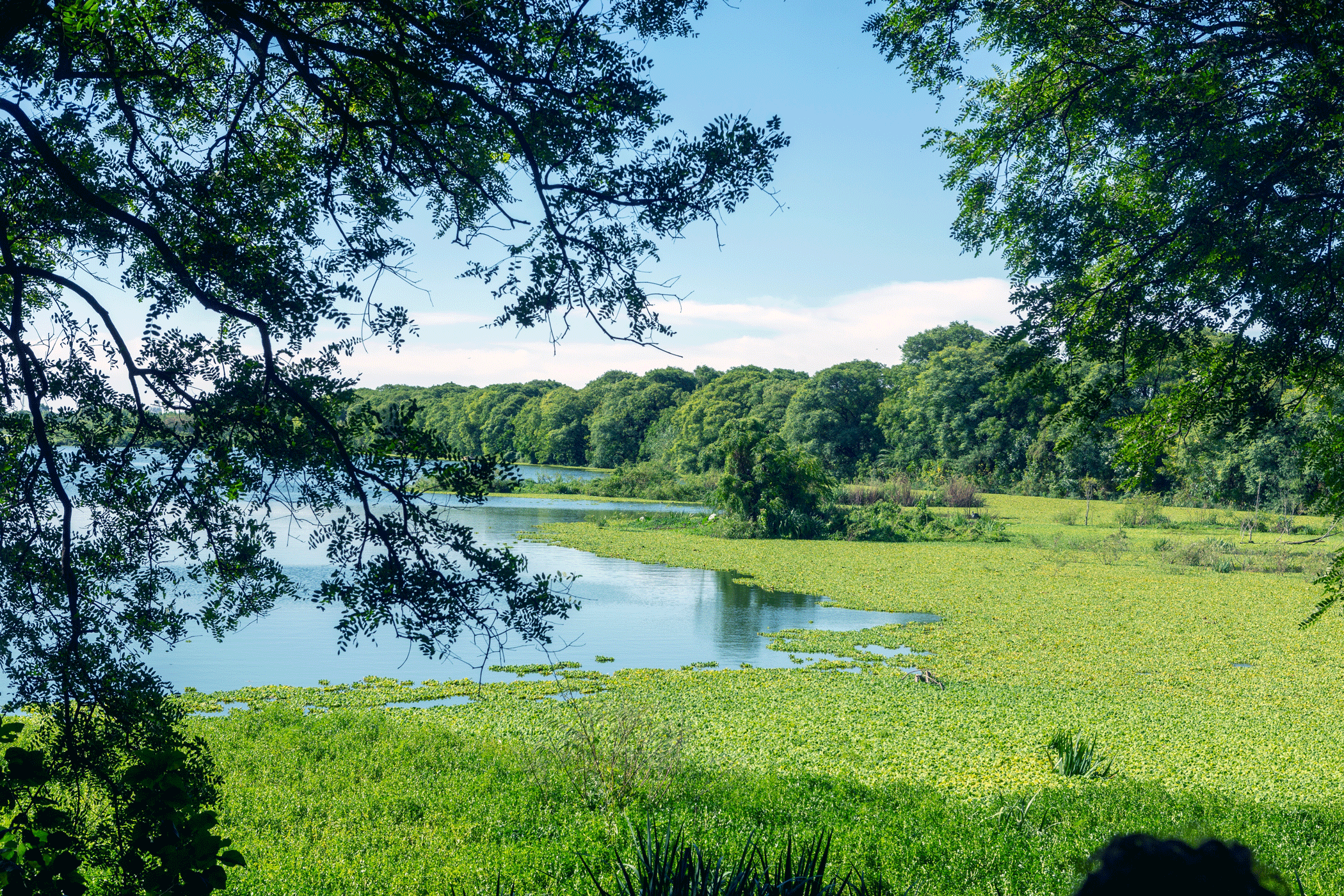 Lake and lots of green vegetation in Costanera Sur Ecological Reserve