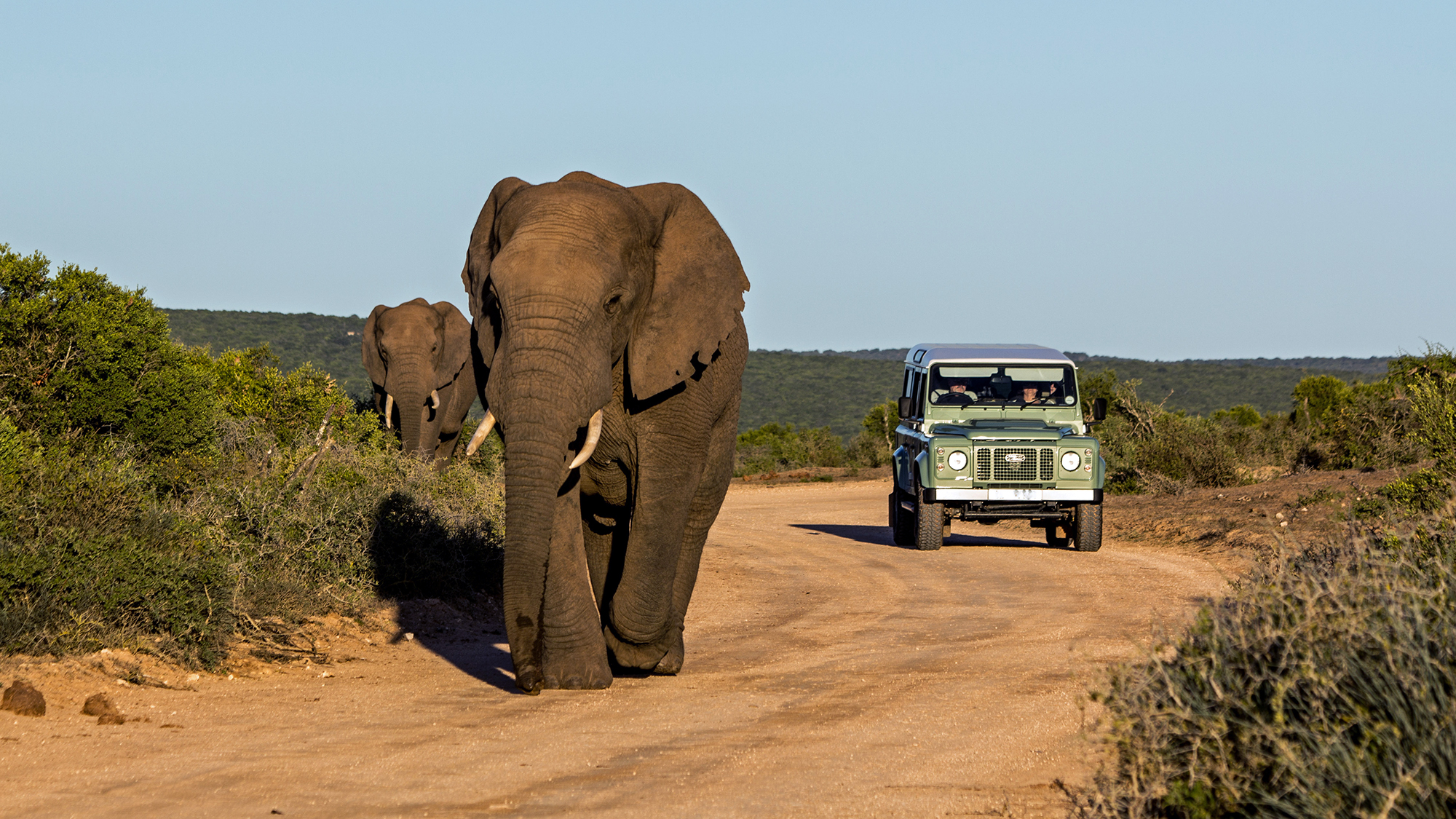 Olifanten in het Addo Elephant Park in Zuid-Afrika