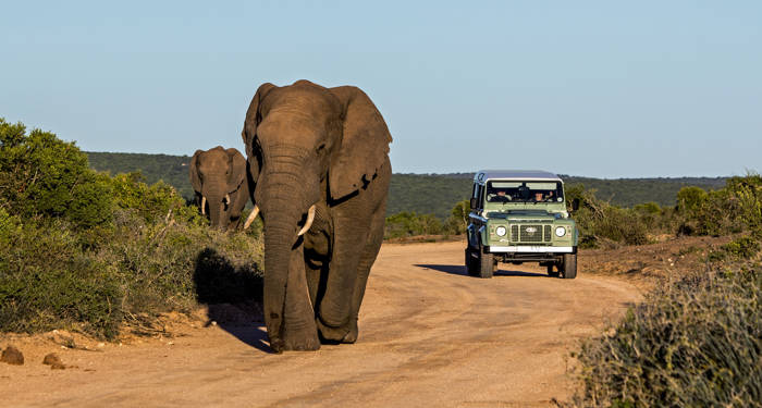 addo elephant park in south africa