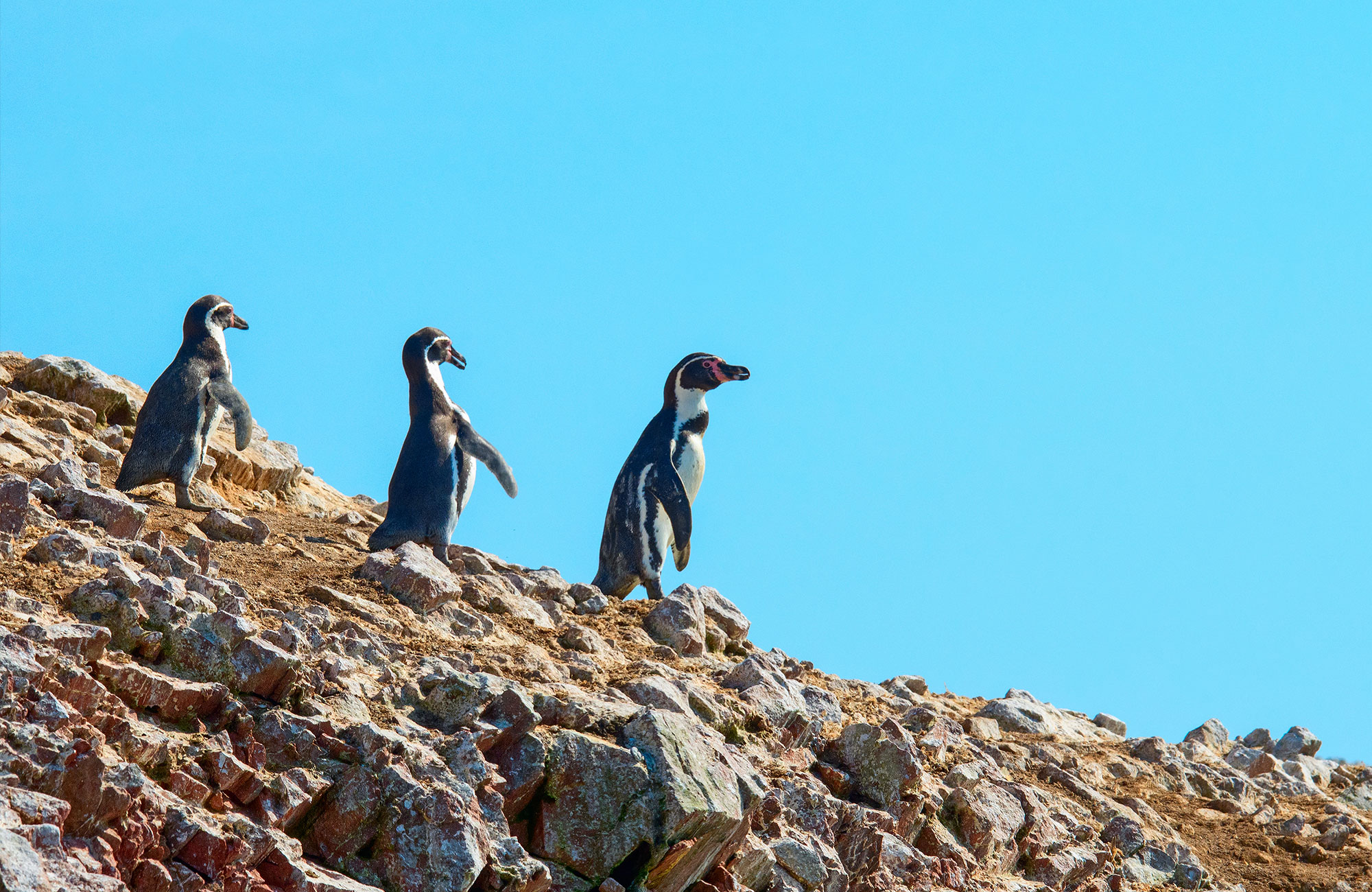 Humbolt Pinguins | Backpacken Peru | KILROY