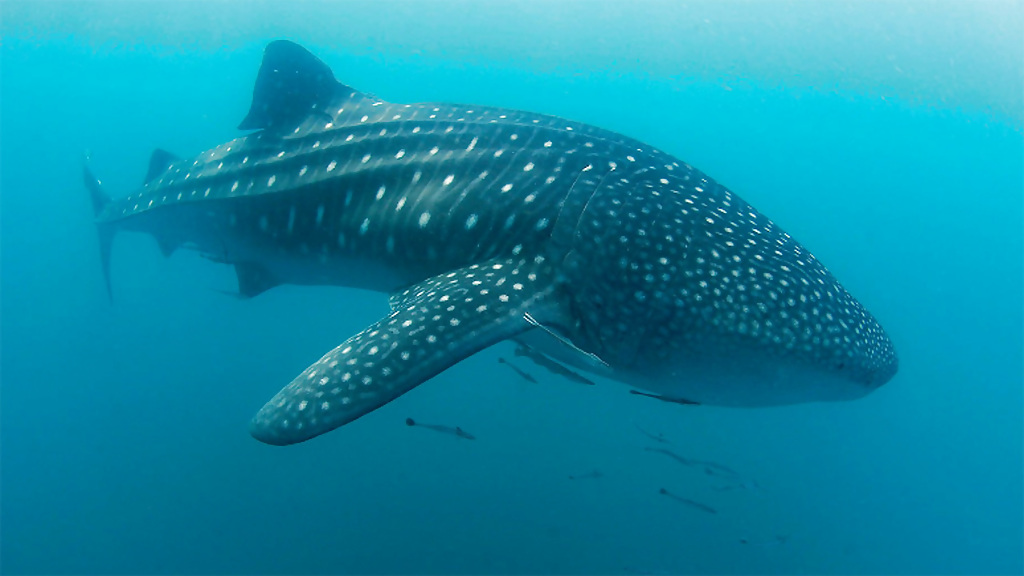 ttt16dwhalewateradv_6_1280x720_for_navi_web