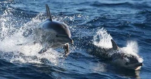 35841-f9ced300-8093-431b-8105-f1f2c042a8b9-thumbnail