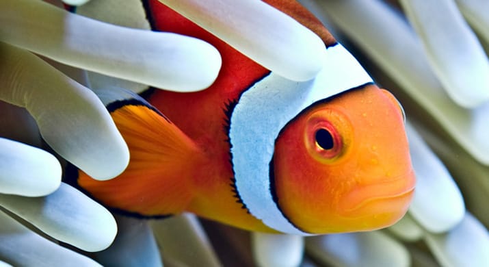 11_Australia_Great_Barrier_Reef