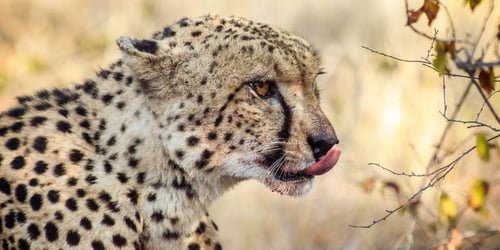 39d9ff33770f84a21bba9ba006b147f7