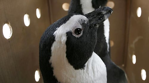 penguin_and_seabird_7_1280x720_for_navi_web