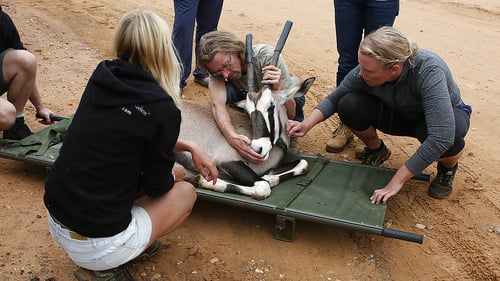 save-namibia-1_1280x720