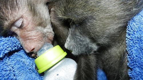 save-namibia-8_1280x720