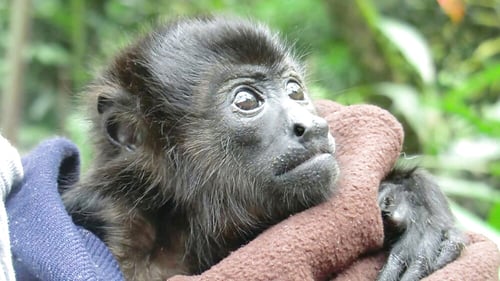 jaguar-rescue-center-baby-monkey
