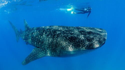 mozambique_-_marine_11_1280x720_for_navi_web