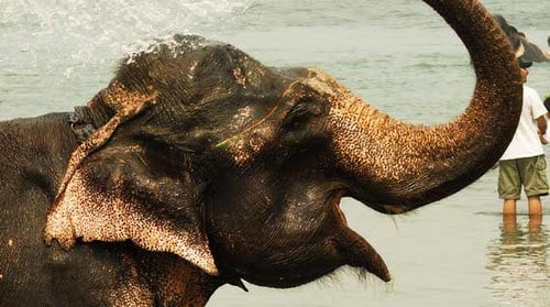 lowland-homestay-jungle-safari-5-days-2