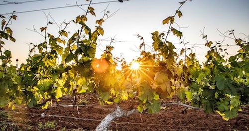 30641-31c77b22-522f-44ab-9a3c-5021079fbbf6-thumbnail