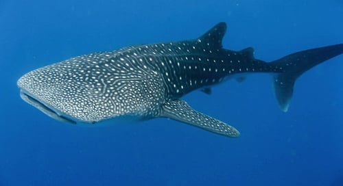 1_Gili_Trawangan_Marine_016