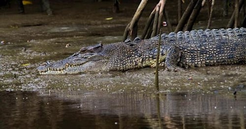 43411-e340b9c4-2cad-4975-a227-58f01eb9a6cc-thumbnail