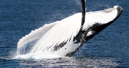 25320-9411a7a3-b005-4836-90ab-5933fd600f6e-thumbnail