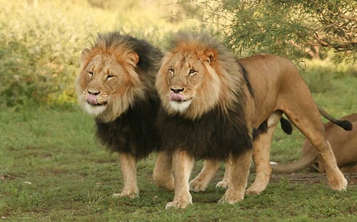 save_bc_kim22_1280x720