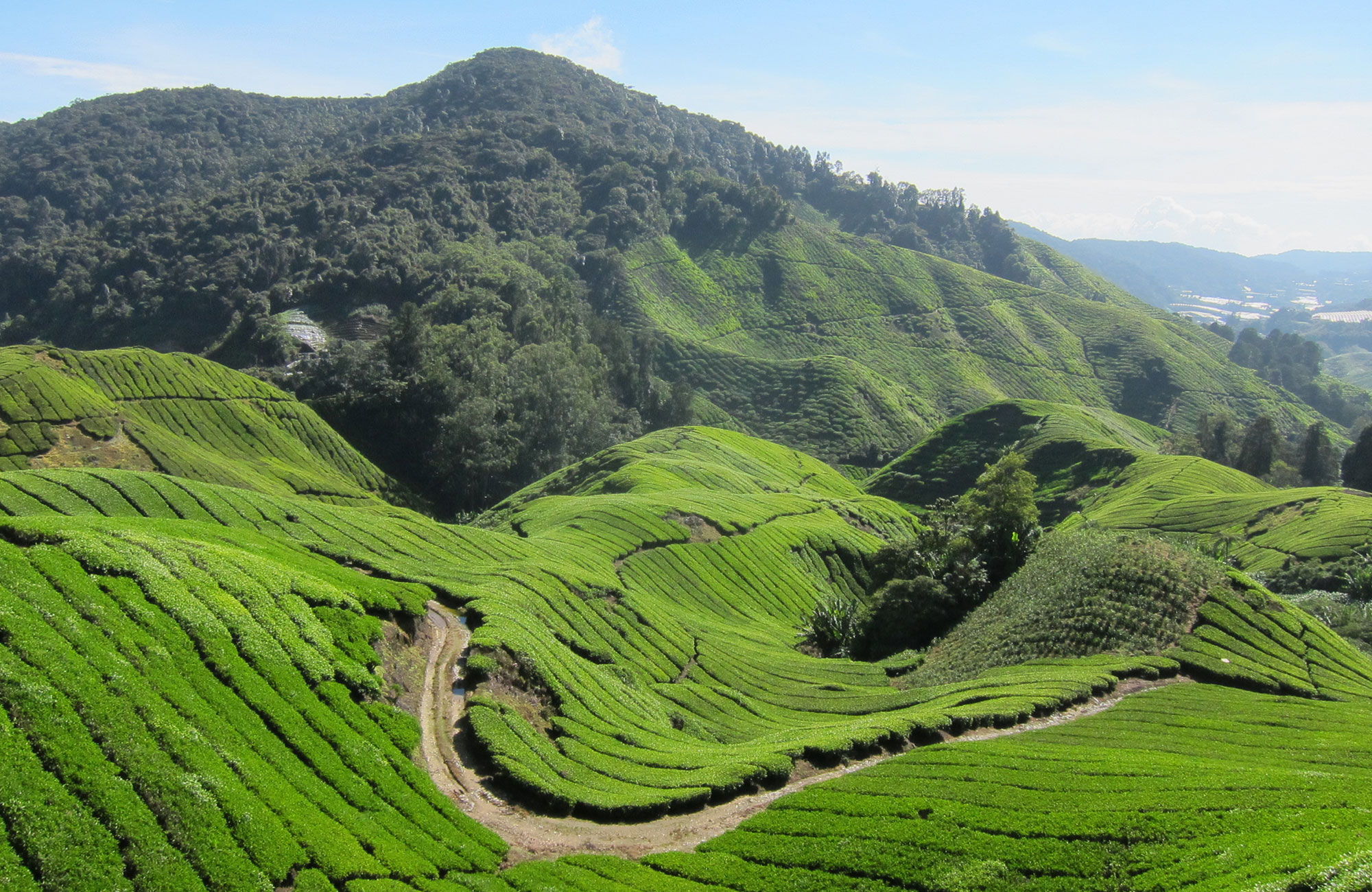 Cameron Highlands