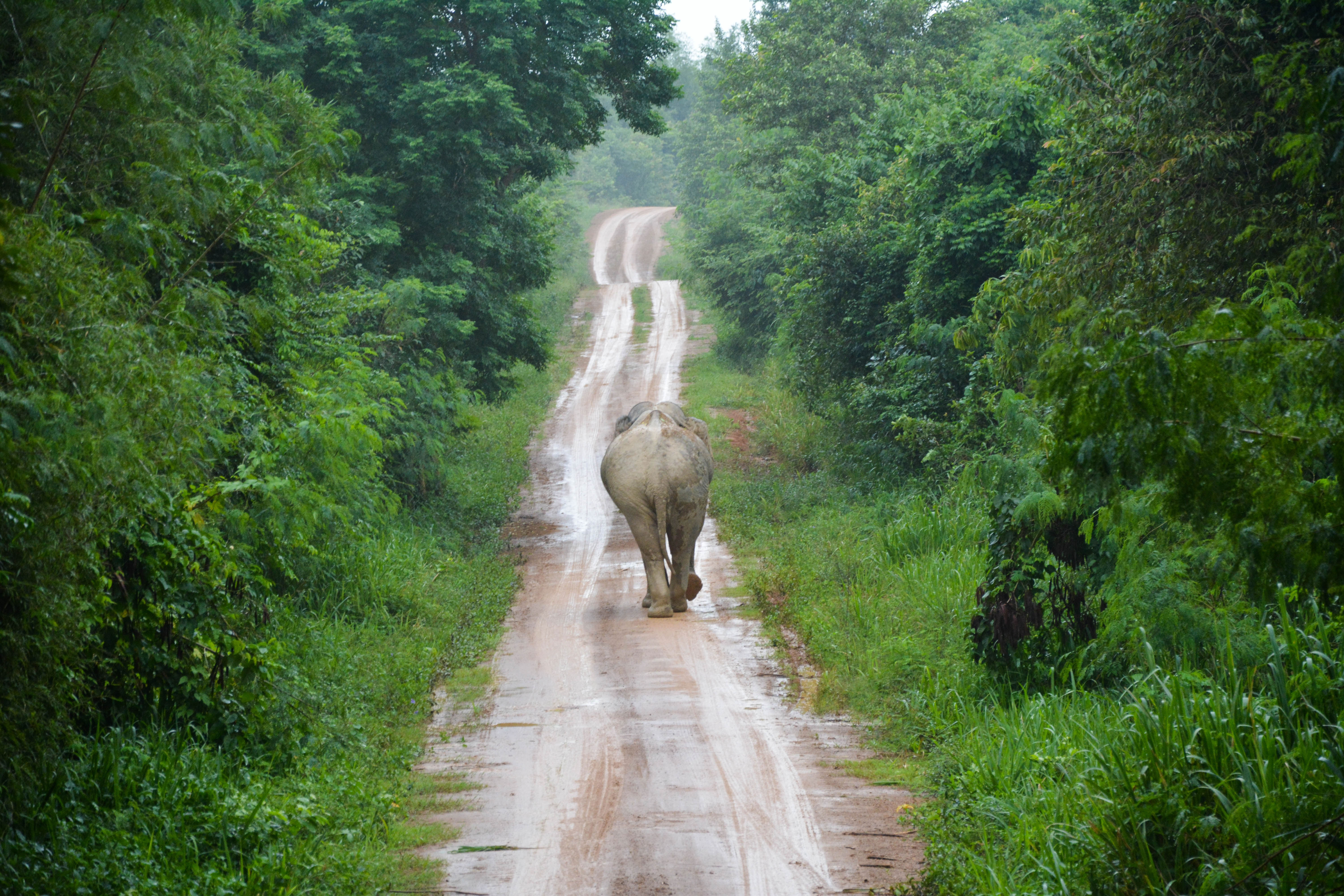 Olifant wandelt op een modderige weg in Thailand
