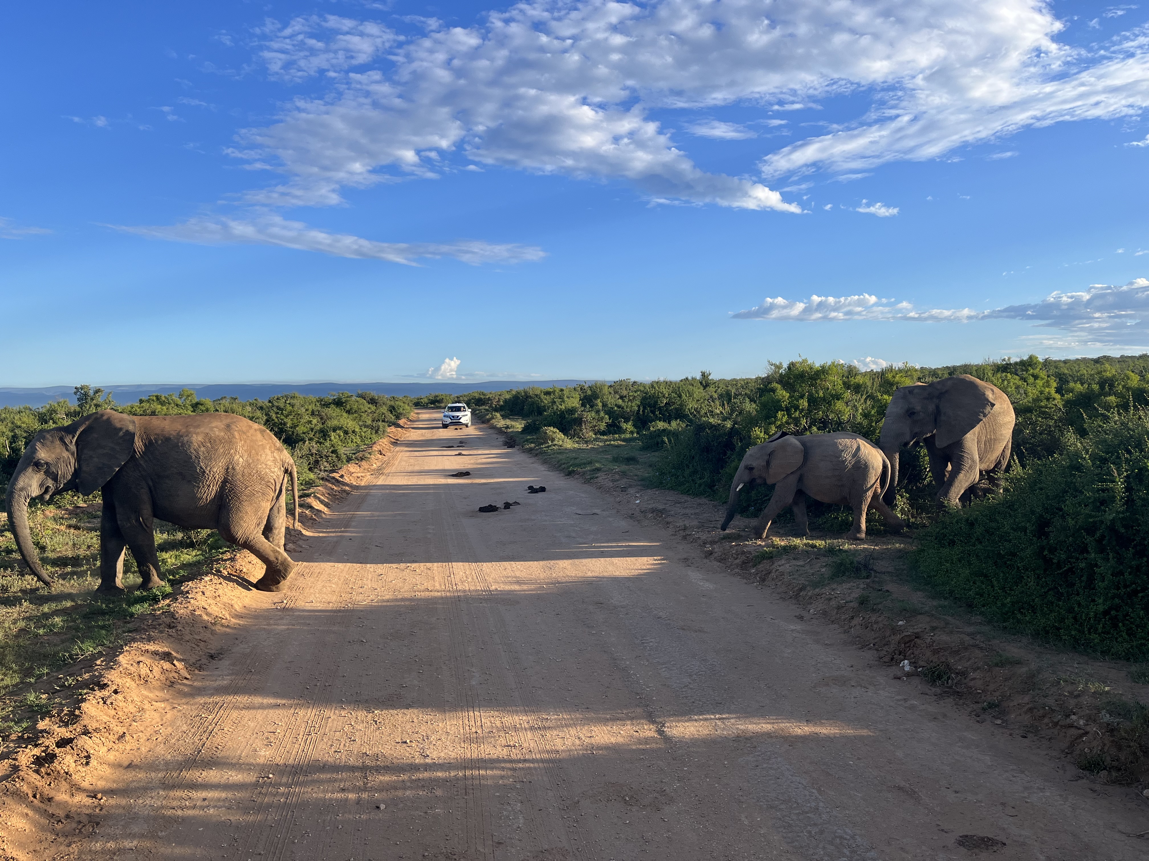Olifanten vanuit de safari auto in Zuid-Afrika