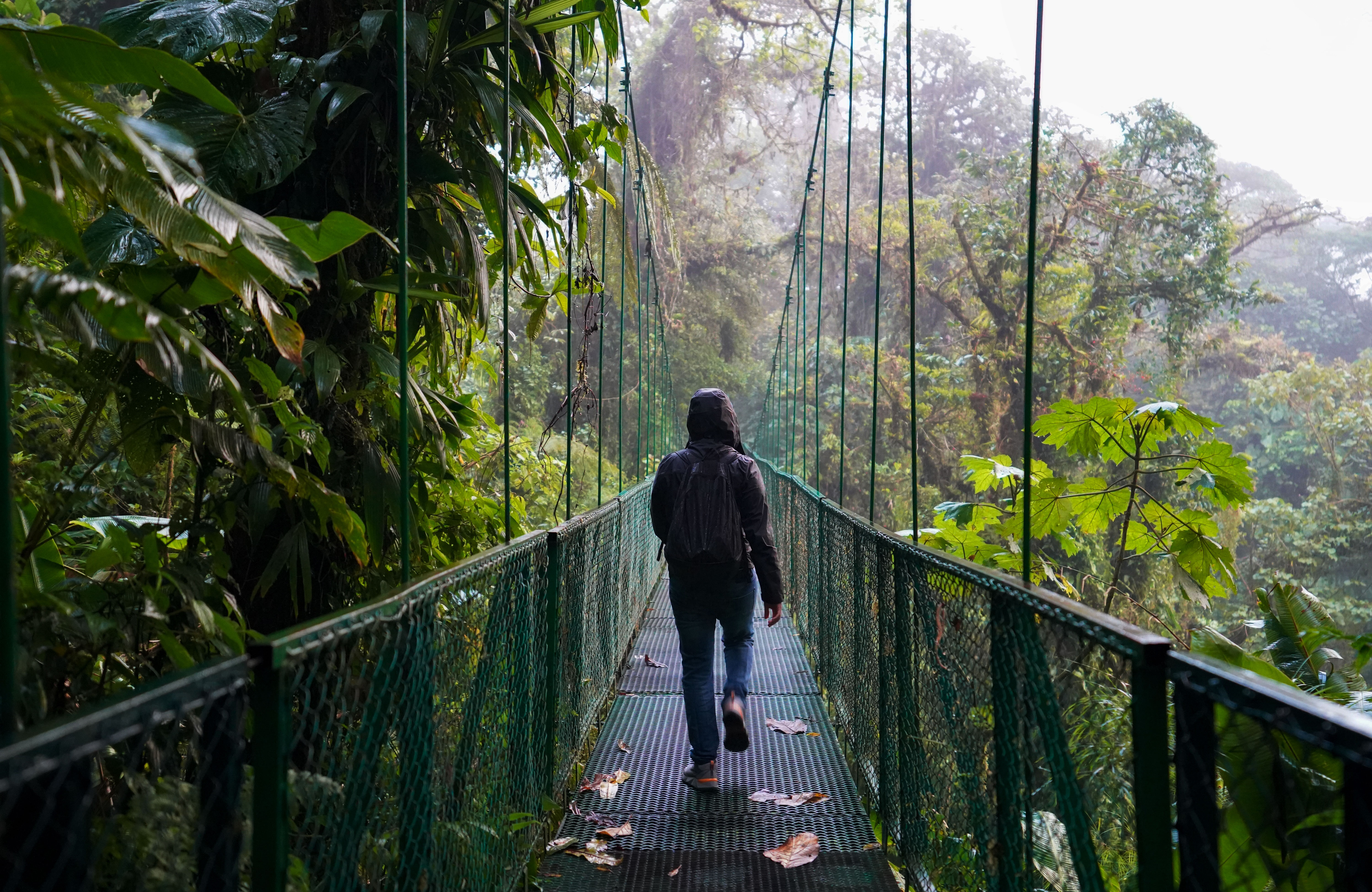 Traveller Walking On A Hanging Bridge In The Cloudforests In Costa Rica