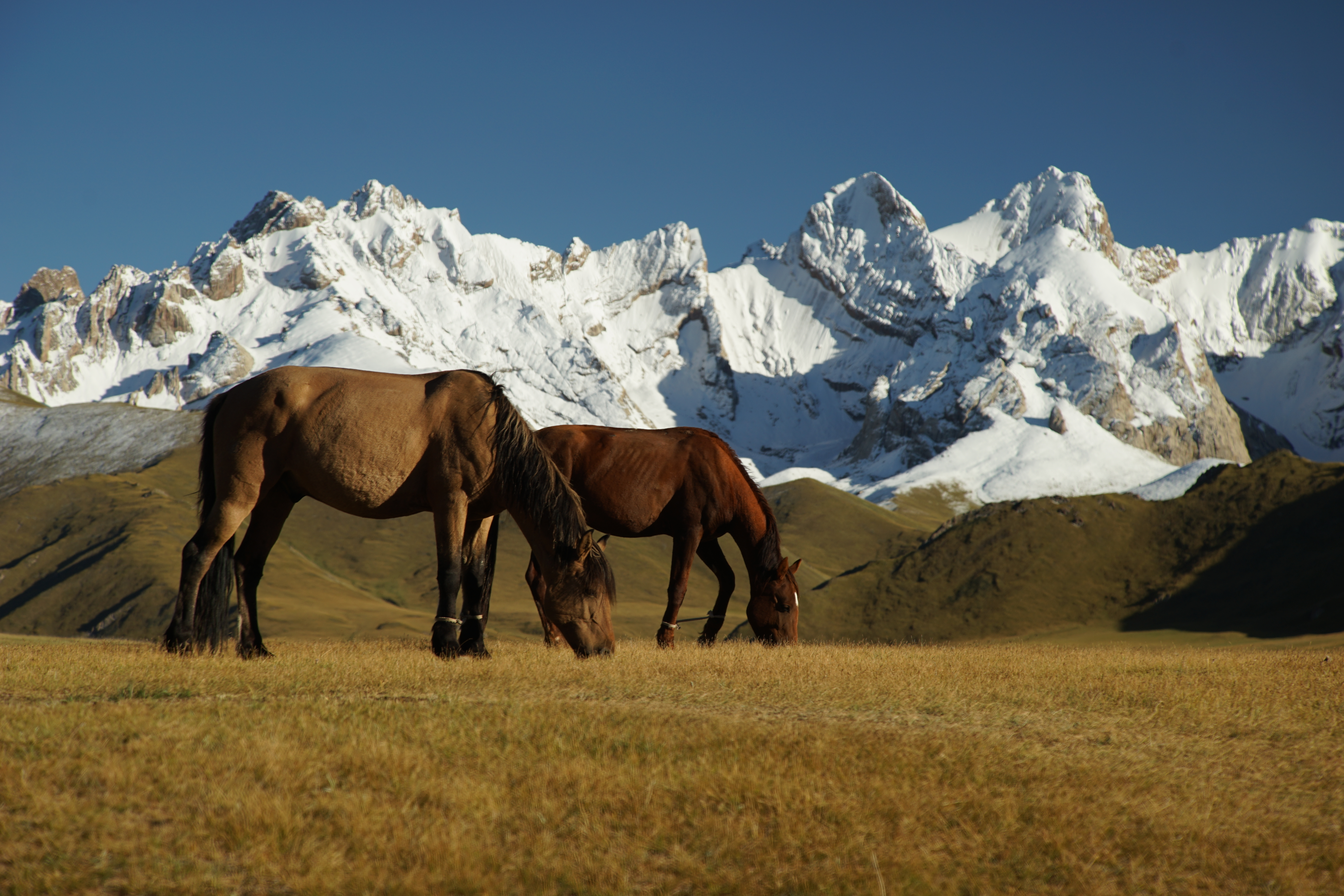 Paarden in het Tien Shan gebergte in Kirgizië | Rondreis Kirgizië | KILROY